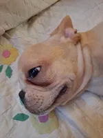 Benny, a male French Bulldog for sale in Caulfield, MO – Photo 5 of 6