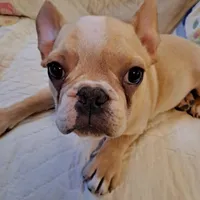 Benny, a male French Bulldog for sale in Caulfield, MO – Photo 1 of 6