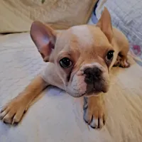 Benny, a male French Bulldog for sale in Caulfield, MO – Photo 3 of 6