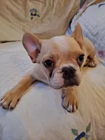 Benny, a male French Bulldog for sale in Caulfield, MO – Photo 3 of 6