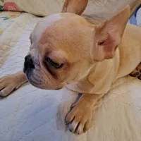 Benny, a male French Bulldog for sale in Caulfield, MO – Photo 6 of 6