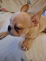 Benny, a male French Bulldog for sale in Caulfield, MO – Photo 6 of 6