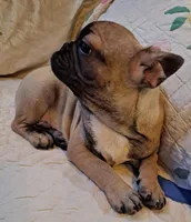 Timmy, a male French Bulldog for sale in Caulfield, MO – Photo 1 of 5