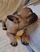 Timmy, a male French Bulldog for sale in Caulfield, MO – Photo 3 of 5