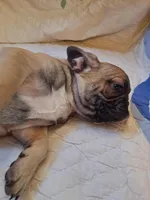 Timmy, a male French Bulldog for sale in Caulfield, MO – Photo 5 of 5