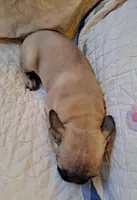 Timmy, a male French Bulldog for sale in Caulfield, MO – Photo 4 of 5