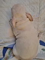 Blizz, a male French Bulldog for sale in Caulfield, MO – Photo 6 of 6