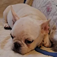 Blizz, a male French Bulldog for sale in Caulfield, MO – Photo 1 of 6