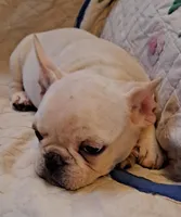 Blizz, a male French Bulldog for sale in Caulfield, MO – Photo 1 of 6