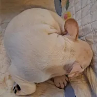 Blizz, a male French Bulldog for sale in Caulfield, MO – Photo 2 of 6