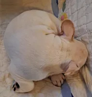 Blizz, a male French Bulldog for sale in Caulfield, MO – Photo 2 of 6