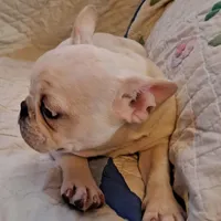 Blizz, a male French Bulldog for sale in Caulfield, MO – Photo 3 of 6