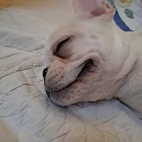 Blizz, a male French Bulldog for sale in Caulfield, MO – Photo 4 of 6