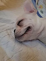 Blizz, a male French Bulldog for sale in Caulfield, MO – Photo 4 of 6