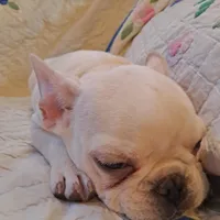 Blizz, a male French Bulldog for sale in Caulfield, MO – Photo 5 of 6