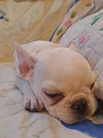 Blizz, a male French Bulldog for sale in Caulfield, MO – Photo 5 of 6