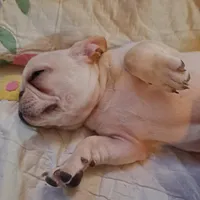 Nilla , a female French Bulldog for sale in Caulfield, MO – Photo 2 of 6