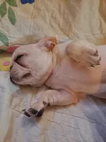 Nilla , a female French Bulldog for sale in Caulfield, MO – Photo 2 of 6