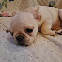 Nilla , a female French Bulldog for sale in Caulfield, MO – Photo 4 of 6