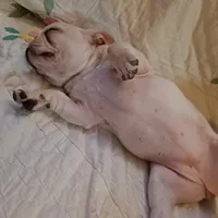 Nilla , a female French Bulldog for sale in Caulfield, MO – Photo 3 of 6