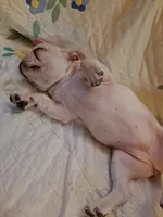 Nilla , a female French Bulldog for sale in Caulfield, MO – Photo 3 of 6