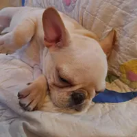 Nilla , a female French Bulldog for sale in Caulfield, MO – Photo 6 of 6