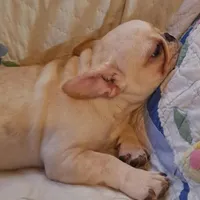 Nilla , a female French Bulldog for sale in Caulfield, MO – Photo 5 of 6