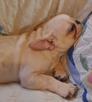 Nilla , a female French Bulldog for sale in Caulfield, MO – Photo 5 of 6