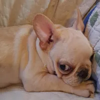 Nilla , a female French Bulldog for sale in Caulfield, MO – Photo 1 of 6