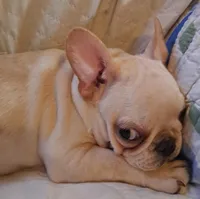 Nilla , a female French Bulldog for sale in Caulfield, MO – Photo 1 of 6