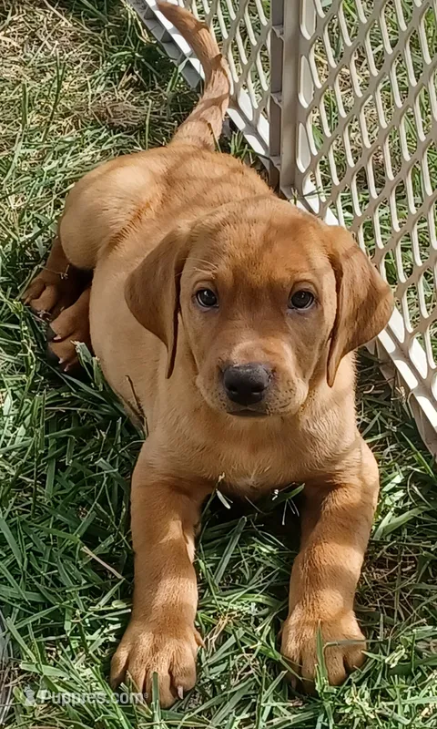 Maverick  – Labrador Retriever puppy for sale in Walton, KS