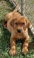 Tank, a male Labrador Retriever for sale in Walton, KS – 2 of 8