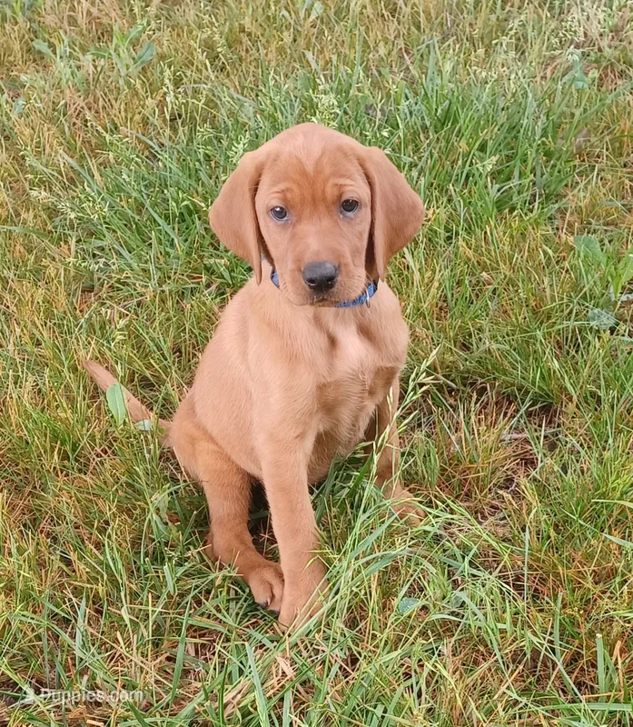 Remi – Labrador Retriever puppy for sale in Walton, KS
