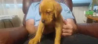 Maverick , a male Labrador Retriever for sale in Walton, KS – 2 of 6