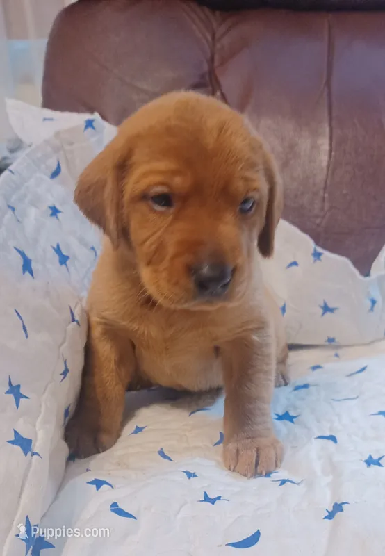 Maverick  – Labrador Retriever puppy for sale in Walton, KS