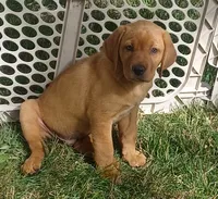 Copper, a male Labrador Retriever for sale in Walton, KS – 2 of 10