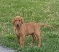 Copper, a male Labrador Retriever for sale in Walton, KS – 3 of 10