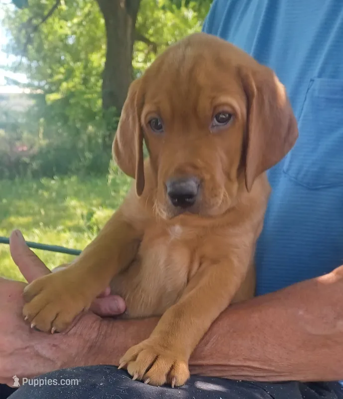 Gunner – Labrador Retriever puppy for sale in Walton, KS