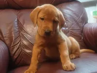 Gunner, a male Labrador Retriever for sale in Walton, KS – 3 of 7