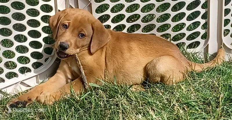 Tank – Labrador Retriever puppy for sale in Walton, KS