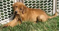 Tank, a male Labrador Retriever for sale in Walton, KS – 1 of 8