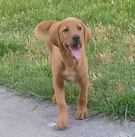 Copper, a male Labrador Retriever for sale in Walton, KS – 4 of 10