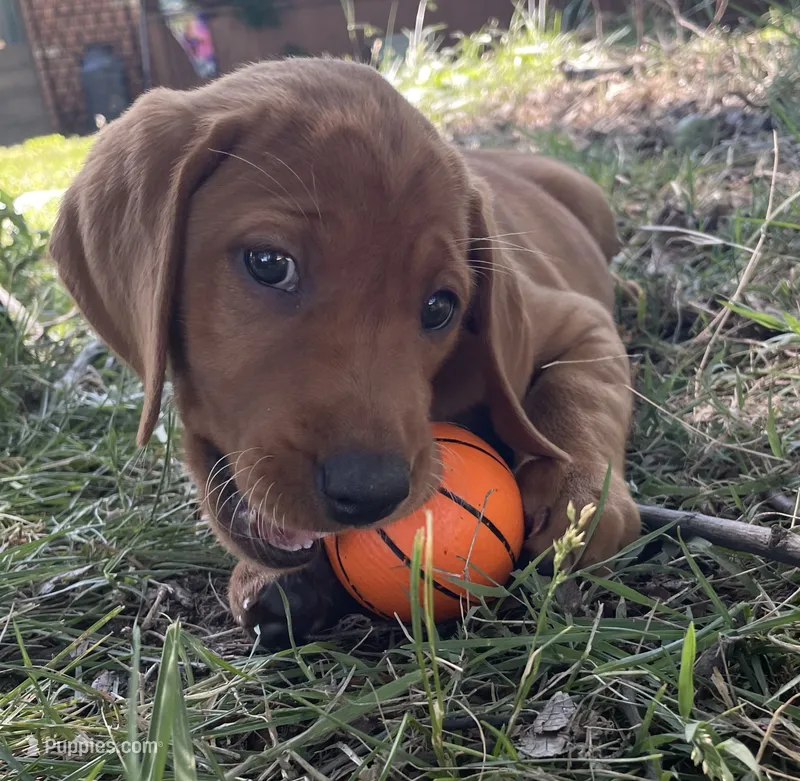 Lily – Labrador Retriever puppy for sale in Walton, KS