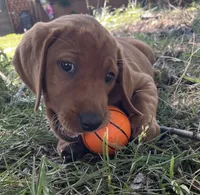 Lily, a female Labrador Retriever for sale in Walton, KS – 1 of 7