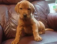 Gunner, a male Labrador Retriever for sale in Walton, KS – 2 of 7