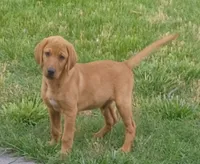 Copper, a male Labrador Retriever for sale in Walton, KS – 2 of 10
