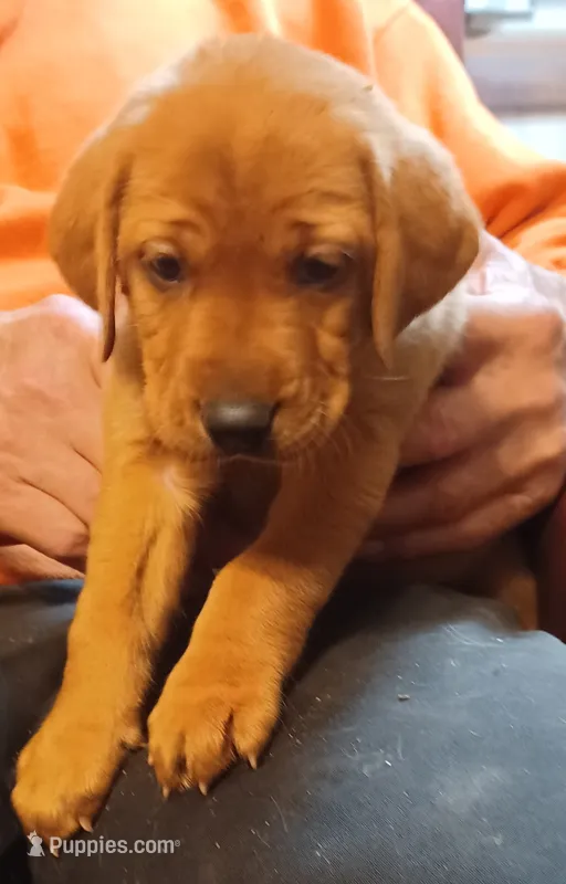 Gunner – Labrador Retriever puppy for sale in Walton, KS