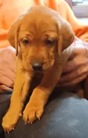Gunner, a male Labrador Retriever for sale in Walton, KS – 1 of 7