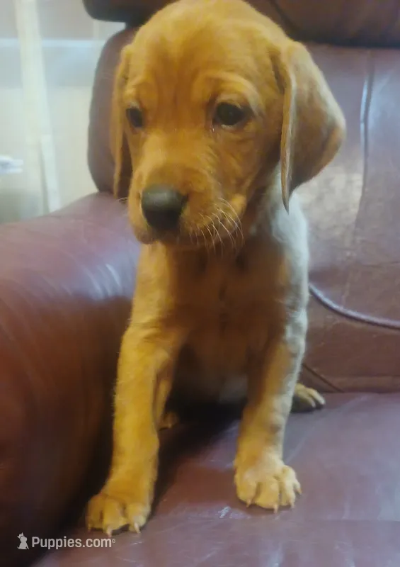 Remi – Labrador Retriever puppy for sale in Walton, KS