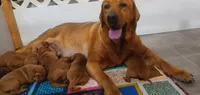 Gunner, a male Labrador Retriever for sale in Walton, KS – 5 of 7